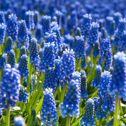 Bulbi di da Fiore | Bulbi provenienti dai migliori produttori Olandesi | Esclusiva selezione e controllo qualità | Fioritura garantita dal primo anno. (20 Muscari armeniacum)
