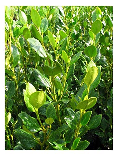 Griselinia 'Green Horizon' PBR 12 plants. New evergreen hedging plant