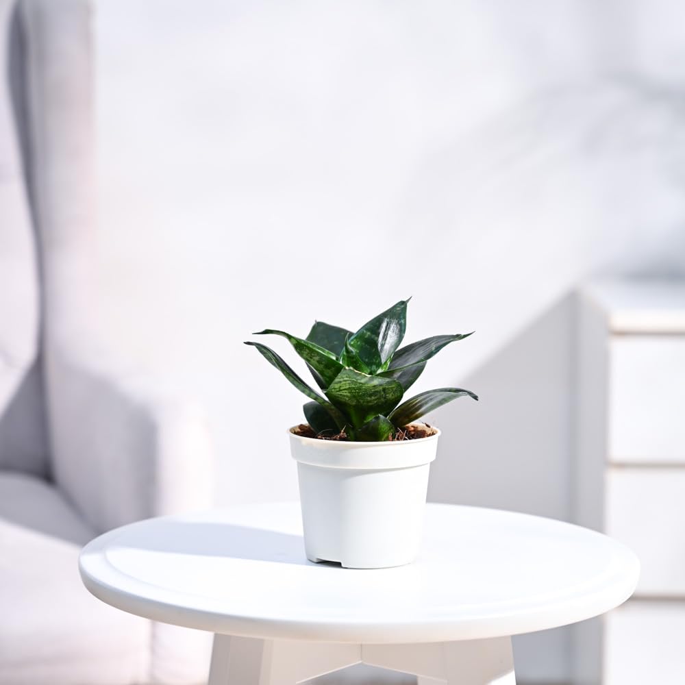 Ugaoo Sansevieria Green Air Purifier Snake Live Plant With Grow Pot (B0CD5W3LSQ) Amazon Price History, Amazon Price Tracker