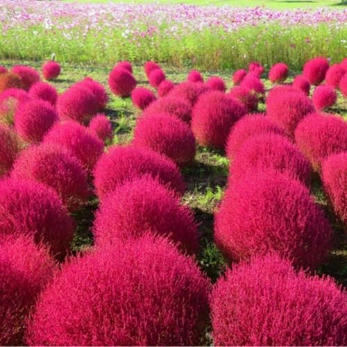3000 Seeds Burning Bush Seeds Kochia Trichophylla Burning Bush Foliage Plant Seed for Planting Crimson Summer Cypress