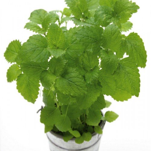 Flora Fields Herb Seeds: Lemon Balm (B00NYPXSGG) Amazon Price History, Amazon Price Tracker