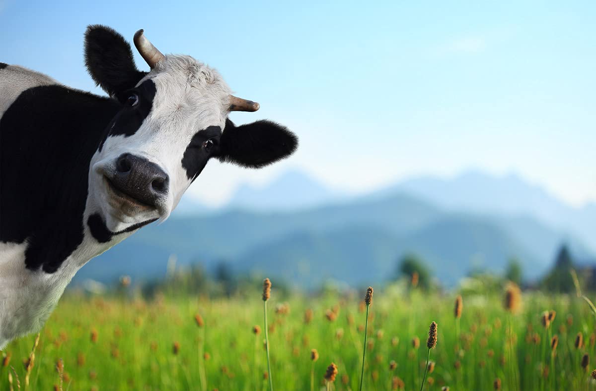 Cow Wallpaper Effects