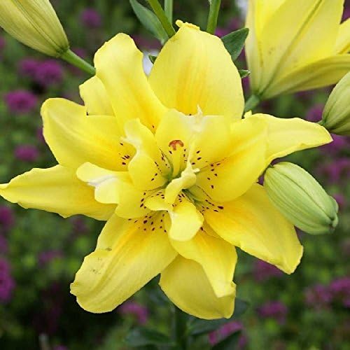 Asiatic Lily Bulbs - FATA Morgana - Bag of 5, Bulk Double Yellow Color