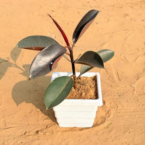 Mitti Greens Plants Rubber Black in 6 Inch Plant White Marble Premium Orchid Square Plastic Pot