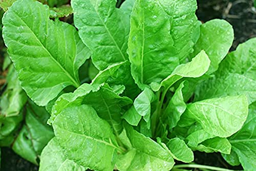 ARKA Anupama Palak seeds - 100 seeds. (B09F6JQ6H5) Amazon Price History, Amazon Price Tracker
