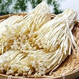 150 piezas Hongos Enoki Comprar Semillas - Semillas de hortalizas para balcón, plantas para balcón. Cultivo de hongos - Flammulina Velutipes - Cultivar setas, semillas de jardín. Plantas