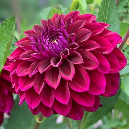 Image of SVG Imported Dahlia Flower Bulbs for Your Home and Gardening Pack of 2 Bulbs (mixedcolor)