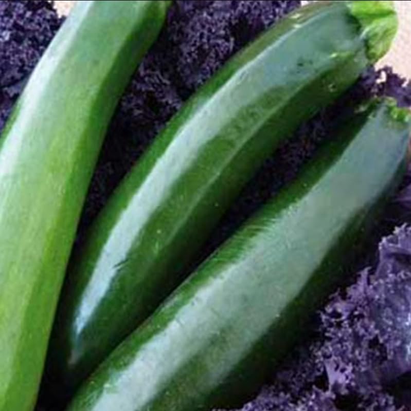 Organic Black Beauty Zucchini Squash - 1/4 LB ~675 Seeds - Non-GMO, Heirloom, Open Pollinated - Vegetable Garden Seeds - AKA: Dark Green Zucchini
