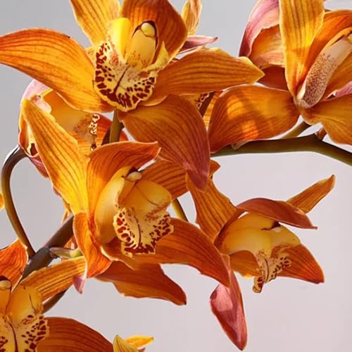 semillas de orquídeas - balcón cymbidium hybridum, verdes orquídeas decoración raras variedades antiguas decoración sala estar invernaderos balcón 100pcs
