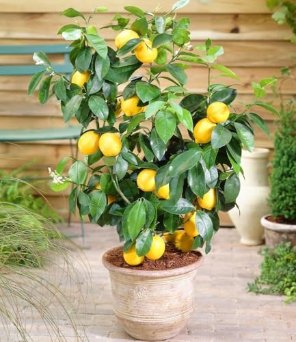 BALDUR Garten 1x Zitronen-Bäumchen, Pflanze im 12 cm-Topf, Citrus limon, Zitruspflanze, mehrjährig - frostfrei halten, pflegeleicht, immergrün, trockenresistent, Kübelpflanze, duftende Blüten