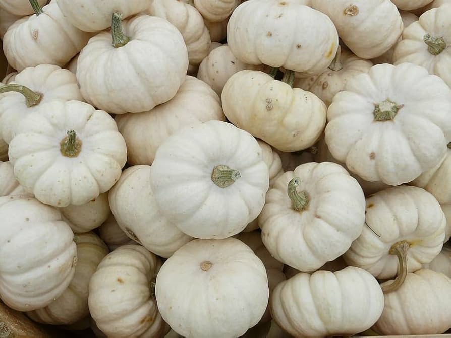 Amazon.com : White Pumpkin Seeds “White Queen” - 8 to 10