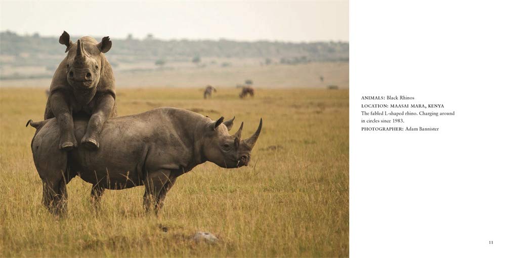 Comedy Wildlife Photography Awards Vol. 3 - Image 2