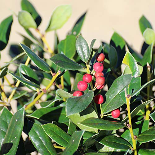 Perfect Plants Dwarf Burford Holly Live Plant, 1 Gallon, Includes Care Guide #TOP3