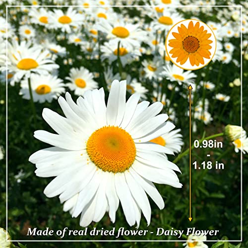 Flores secas prensadas Daisy naranja 60 piezas miniatura 2