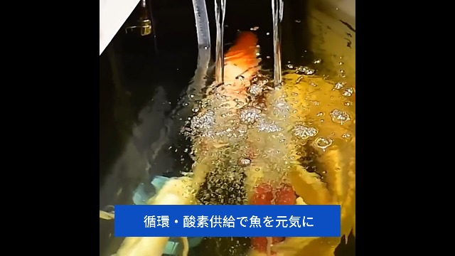 Amazon | 水槽 ろか装置、万能濾過装置 外部式ろ過槽 コンパクト濾過