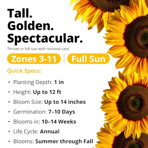 Image of HOME GROWN Sunflower Seeds to Plant | 520+ Giant Mammoth Sunflower Seeds for Planting Bulk Packet | Heirloom, High Germination, Easy to Grow Jumbo Sun Flower for Home Garden(Helianthus annuus)