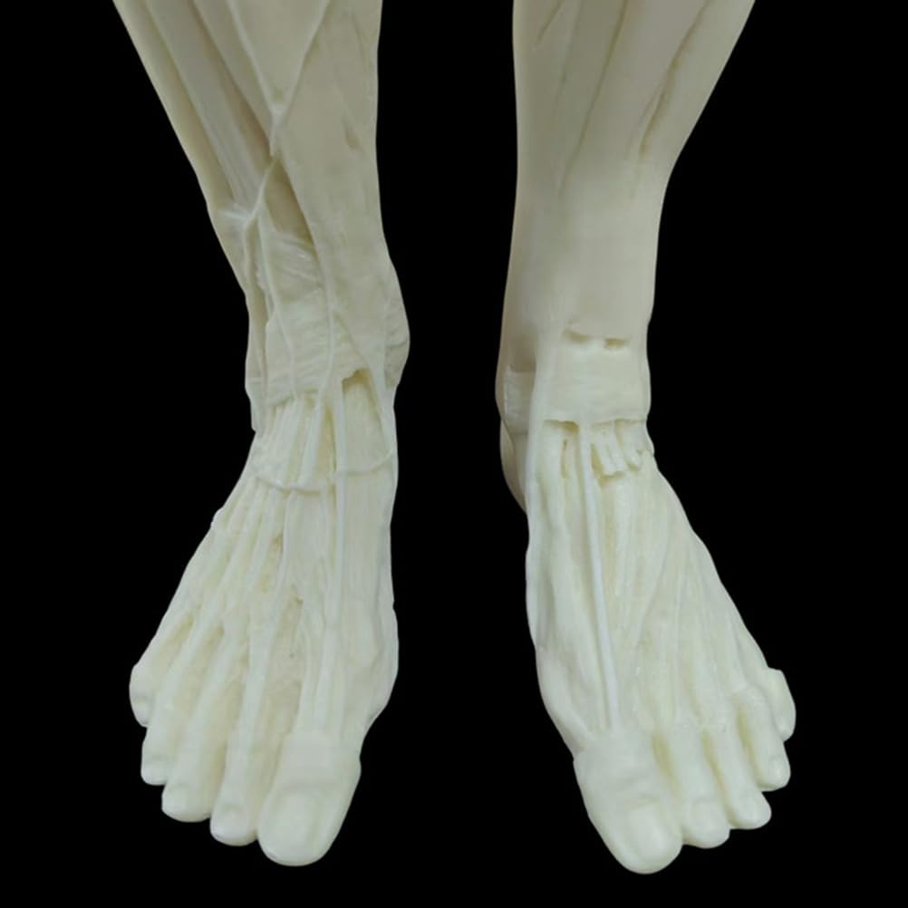 Modèle Anatomique Humain musculosquelettique de 60 cm, Mannequin Masculin pour Dessin Anatomique