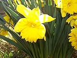 150 WILD YELLOW DAFFODIL BULBS