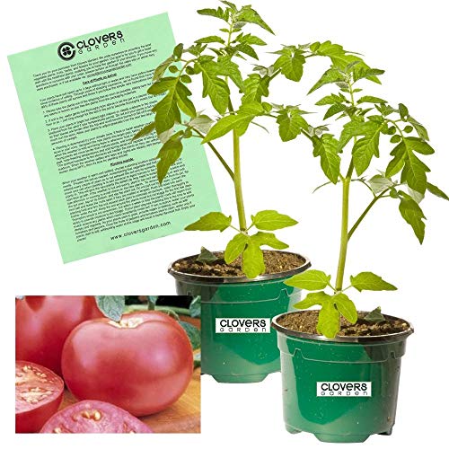 Clovers Garden Pink Girl Tomato Plants – Two (2) Live Plants – Non-GMO - Not Seeds - Each 4" to 8" Tall – in 4" Inch Pots – Indeterminate, Crack & Disease Resistant