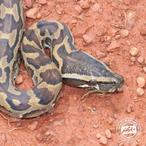 『012.2 African Rock Python』のカバーアート