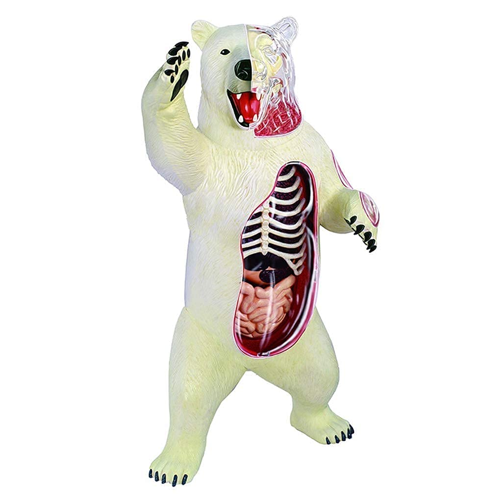 Modello di Studio Modello Educativo Modello di Anatomia Animale Modello Anatomico di Scheletro Dell'orso Modello di Struttura Dell'orso in Materiale Plastico per Materiale Didattico