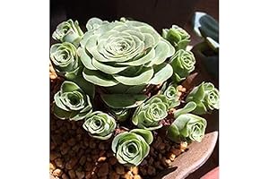 Enliven Your Surroundings with Greenovia Mountain Rose Succulent Plants (10-Pack)