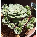 MITRAEE 10pcs Greenovia Mountain Rose Succulent Plant