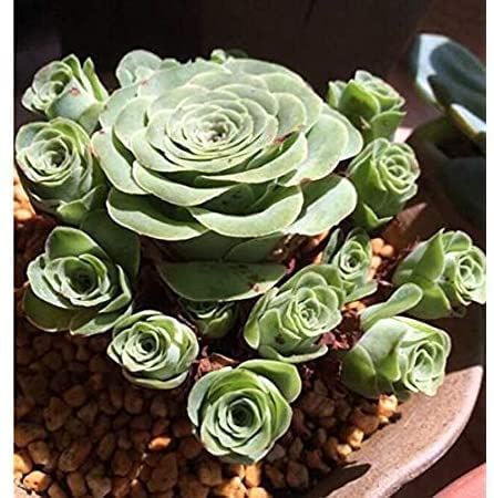 Mitraee 10Pcs Greenovia Mountain Rose Succulent Plant #TOP16