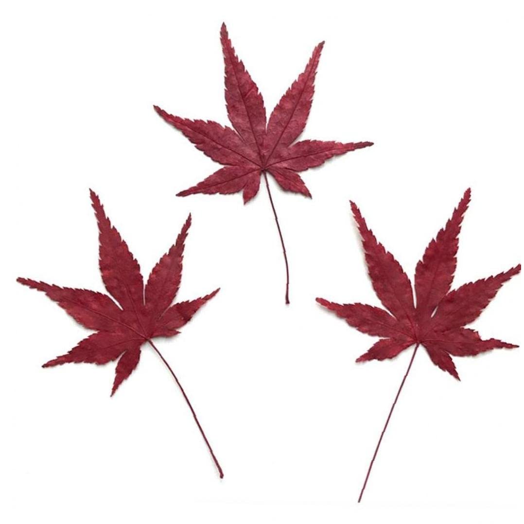 Amazon.co.jp: 紅葉標本 乾燥植物標本 ブックマーク 樹脂標本