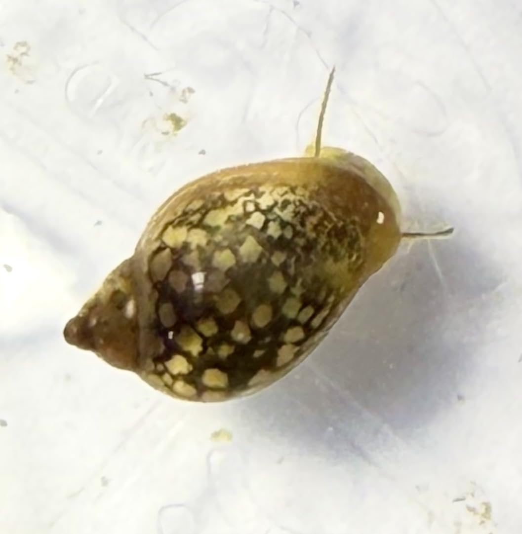 20 Live young Tadpole Bladder Snails, Physella Acuta, Live Aquatic Snails