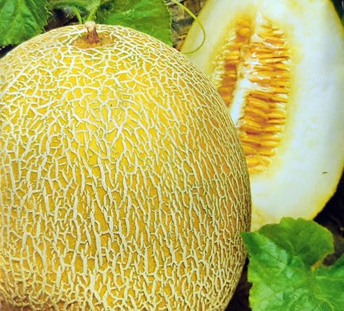 10 Samen Honigmelone Melonen Ananas Geschmack Melone