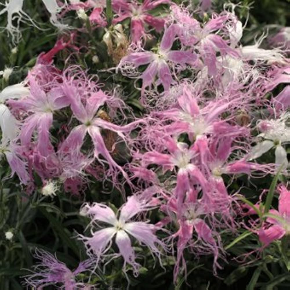 はなはなはなこ　ビカクシダ2種（E1、pakorn） はなはなはなこ様専用 ビカクシダ2種（E1、pakorn）