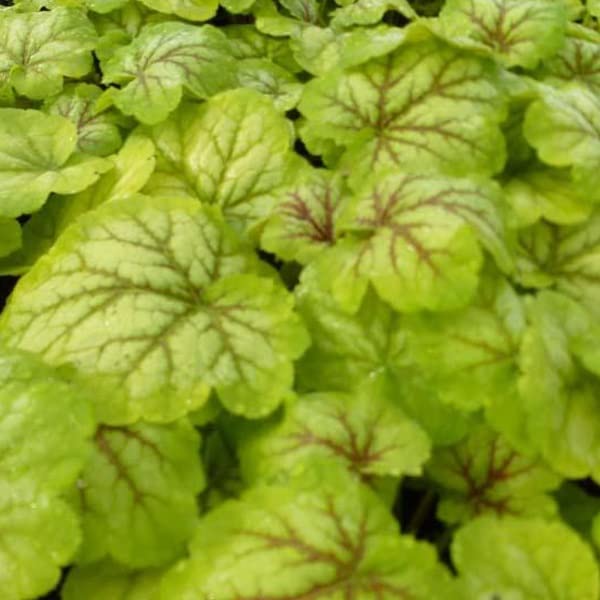 12 unità Heucherella 'Stoplight' - Heucherella Vaso 9x9cm ±1 m² - Foglie Colorate e Fiori Vivi per Aiuole