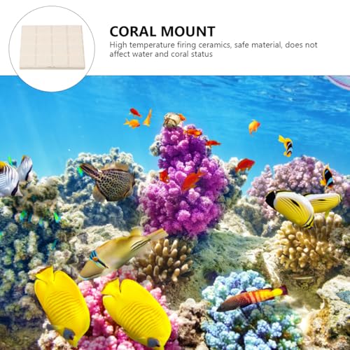 Bases d'élevage de corail pour stabiliser vos boutures en aquarium - 7
