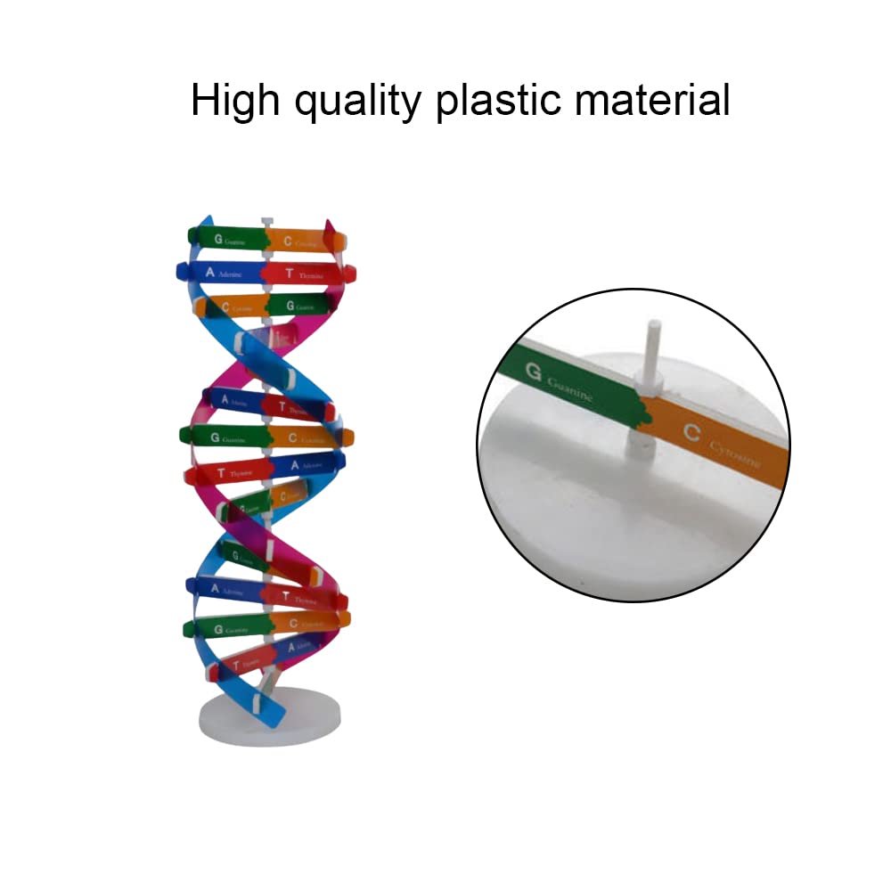 Abaodam Kit Modello DNA A Doppia Elica - Plastica 37x8.5cm - Sussidio Didattico Scientifico Per Studenti - 4