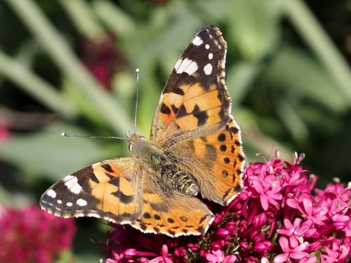 Insect Lore Butterfly Garden Kit, Painted Lady Butterfly Kit with Voucher for Live Caterpillars, Butterfly Habitat, STEM Journal & More - Image 17