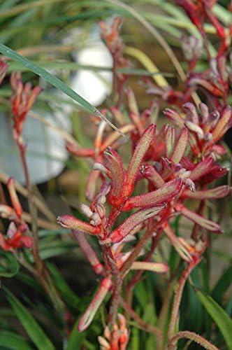 Kangaroo Paw Red - 1 Plants/Bulbs - 8" Tall - Ship in 3" Pot