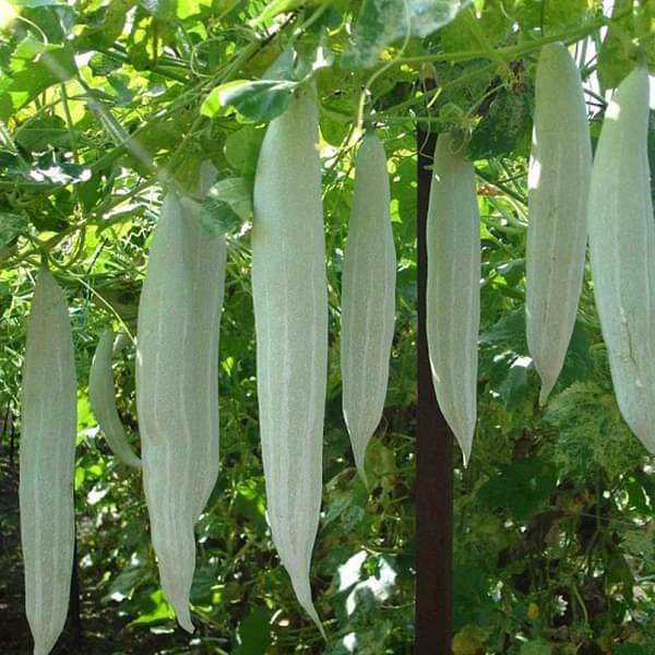 Annakili Natural Organic Nettu ( Long )Pudalangai Seeds /Snakegourd Seeds (50+ Seeds) (B09JSSKJ27) Amazon Price History, Amazon Price Tracker