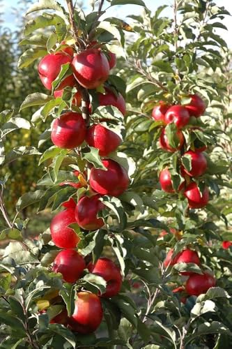 Image of Grafted Sweet Apple Plant (HRMN-99) / Live apple plant specially bred for hot climates /hot weather- 1 healthy seb tree with polybag