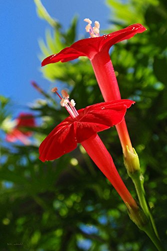 Cardinal Climber 25 Seeds - Cypress Vine