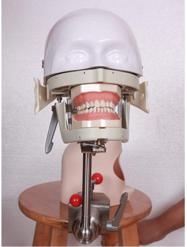 Manichino Fantasma Dentale, simulatore Dentale Testa, simulatore Dentale Formazione Testa Fantasma con Modello di Denti Formazione per Dentisti e assistenti dentali per Dentisti e assistenti dentali