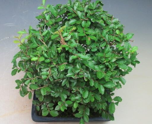 Amazon｜盆栽 ニレケヤキ/楡欅（4506）【現品】｜観葉植物 オンライン通販