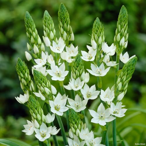 Live Green Ornithogalum - Chincherinchee Flower Bulbs Perfect for Any Gardening (Pack of 10 Bulbs)