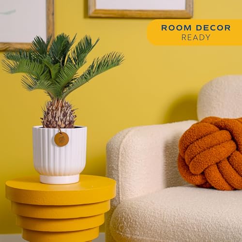 Image of Costa Farms Live Sago Palm, Easy to Grow Live Indoor Plant, Houseplant in Decorative Pot, Home and Room Decor, 1 Foot Tall