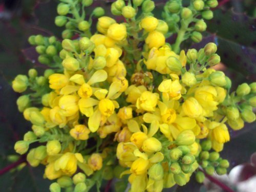 Tree Seeds Online - Mahonia Aquafolium-Oregon Grape. 25 Seeds - 2 Packs
