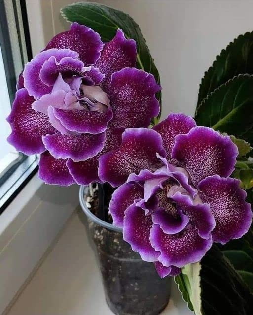 Radha Krishna Agriculture Gloxinia Tuberous Kaiser Wilhelm Color Flowers Bulbs for Your Garden Pack of 5 Bulbs.