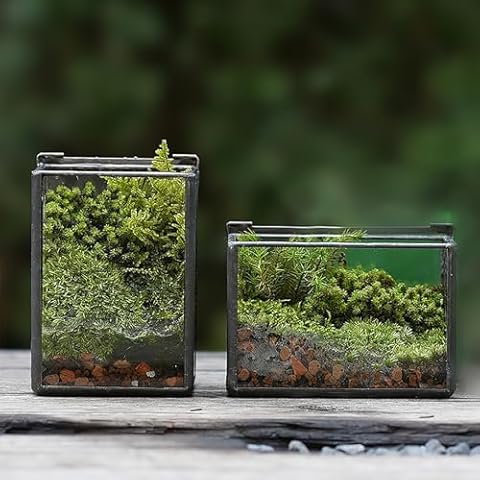 4 Inches Mini Glass Geometric Terrarium Set of 2,Small Rectangle Tabletop Plant Terrarium Box for Succulent,Moss,Miniature Fairy Garden,Air Plant, Black(Terrariums Only) Cover