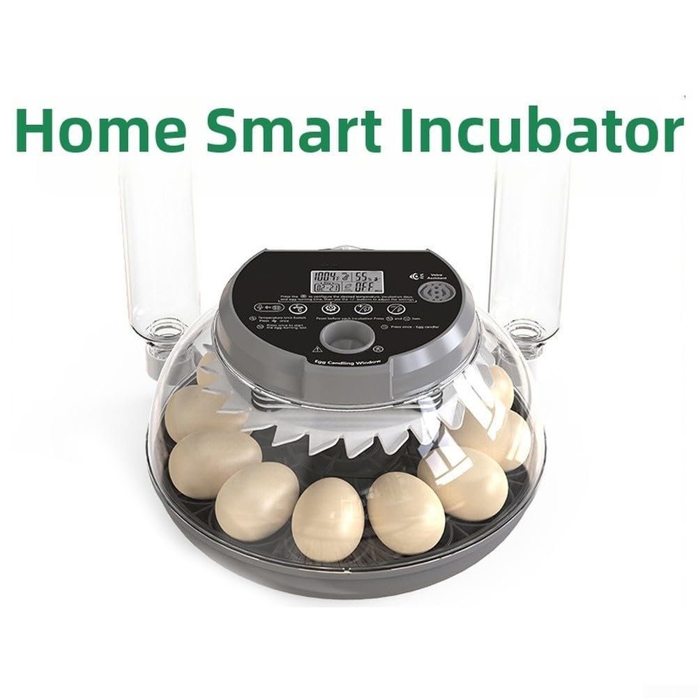 Incubatrice Quaglia 12 Uova Temperatura Controllata(US-standard 2-pin)