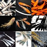 【15匹】メダカ おみくじ稚魚【めだか】メダカ めだか 生体 目高 紅帝 オロチ 幹之フルボディ レッドクリフ紅白 エメキン 桜小町 ダルマメダカなどの人気品種から厳選