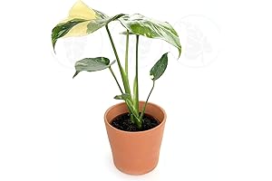 Half Moon Monstera Plant: Live, Easy-to-Grow Indoor Houseplant (4" Pot)